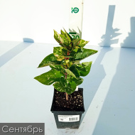Сирень Аукубафолия (Aucubaefolia)