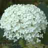 Гортензия Аннабель (Annabelle) древовидная