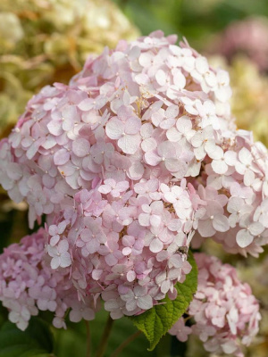 Гортензия Кандибелле Баблгам (Candybelle Bubblegum) древовидная купить с доставкой Ее крупные соцветия похожи на надутые пузыри клубничной жвачки. Удивительный градиент от белого к нежно–розовому украсит ваш сад