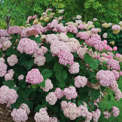 Гортензия Кандибелле Баблгам (Candybelle Bubblegum) древовидная купить с доставкой Ее крупные соцветия похожи на надутые пузыри клубничной жвачки. Удивительный градиент от белого к нежно–розовому украсит ваш сад