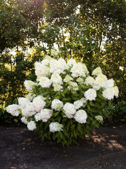 Гортензия Роял Флауэр (Royal Flower) метельчатая купить с доставкой Гортензия Роял Флауэр (Royal Flower) метельчатая купить с доставкой