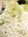 Гортензия Роял Флауэр (Royal Flower) метельчатая купить с доставкой Гортензия Роял Флауэр (Royal Flower) метельчатая купить с доставкой