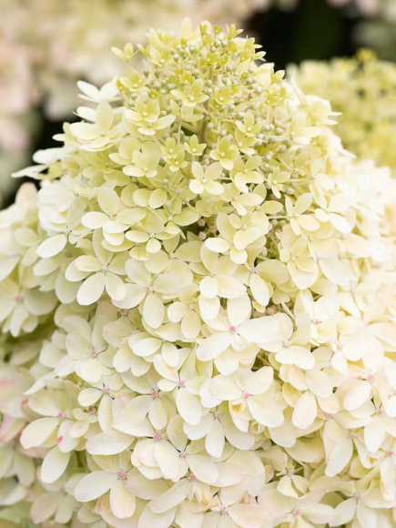 Гортензия Роял Флауэр (Royal Flower) метельчатая купить с доставкой Гортензия Роял Флауэр (Royal Flower) метельчатая купить с доставкой
