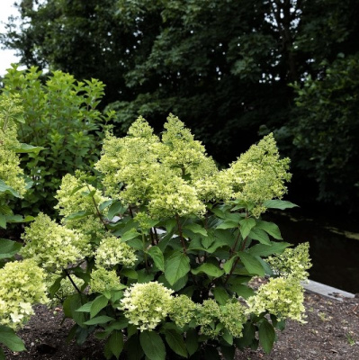 Гортензия Роял Флауэр (Royal Flower) метельчатая купить с доставкой Гортензия метельчатая Роял Флауэр (Royal Flower) – восхитительно красивый сорт, гармонично сочетающий компактный размер и пышное, обильное цветение. Он покорил садоводов необычайно экзотической расцветкой – белоснежные цветы Роял Флауэр постепенно приобретают нежную розовую окантовку, которая в начале осени становится яркой и насыщенной, украшая сад яркими, пестрыми красками.