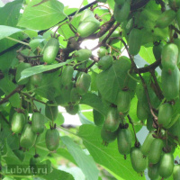 Актинидия Приусадебная