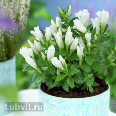 Горечавка Вайт Мэджик (White Magic) купить с доставкой изысканное, утонченное, довольно редкое растение в наших садах