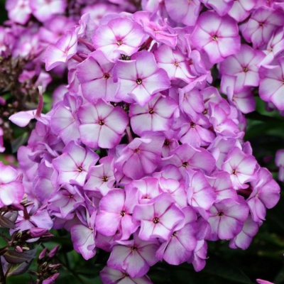 Флокс метельчатый Свит Саммер Фэнтэзи (Sweet Summer Fantasy) купить с доставкой цветы ароматные, пурпурно–розовые с широким белым центром и пурпурным глазком. По форме колесовидные, до 3.5 см в диаметре