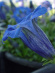 Горечавка динарская (Gentiana dinarica) купить с доставкой