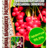 Лимонник Китайский [Семена редких растений]