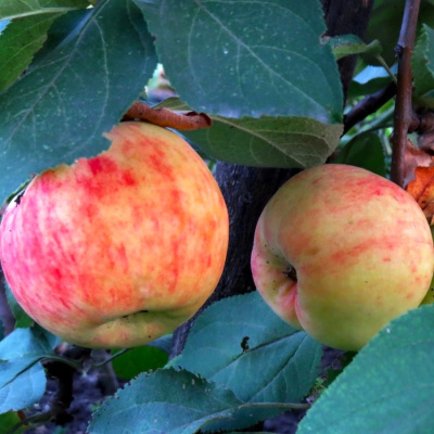 Яблоня Боровинка купить с доставкой Яблоня Боровинка – старинный осенний русский сорт, который любим многими садоводами, благодаря своим достоинствам, таким как: абсолютная неприхотливость, высокая урожайность, а также иммунитет к вредителям и различным болезням.