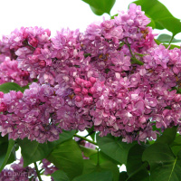 Сирень Огни Донбасса