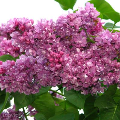 Сирень Огни Донбасса