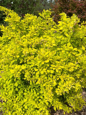 Барбарис Ауреа (Aurea) купить с доставкой Барбарис Ауреа завезен в нашу страну из Китая, Японии, где данная культура чрезвычайно распространена в горах. Декоративность кустарника всесезонна, так как зимой он украшен ягодами. В пасмурную погоду растение создает ощущение солнечного света в Вашем саду!