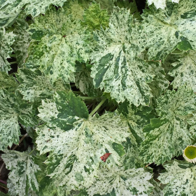 Гейхера Сноу Энджел (Snow Angel) купить с доставкой многолетнее вечнозеленое травянистое растение