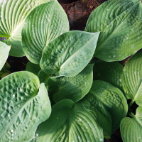 Хоста Элеганс (Elegans) [L]