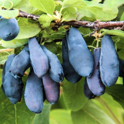 Жимолость Нимфа купить с доставкой ​Один из лучших сортов жимолости. Отличается бесподобными вкусовыми качествами и крупным размером плодов. Выведен сорт в 1992 году на Павловской опытной станции им. Вавилова.