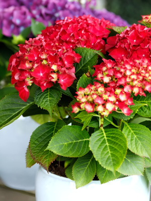 Гортензия Форевер энд Эвер Ред (Forever and Ever Red) крупнолистная купить с доставкой Крупнолистная гортензия, которая сразу распускается прекрасными алыми цветами. Эта красотка притянет все взгляды на себя!