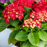 Гортензия Форевер энд Эвер Ред (Forever and Ever Red) крупнолистная