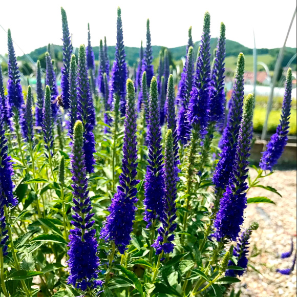 Вероника Анниверсари Блю (Anniversary Blue) купить с доставкой Вероника Анниверсари Блю (Anniversary Blue) купить с доставкой