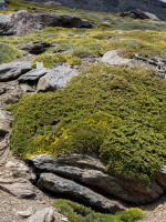 Можжевельник Альпина (Alpina) горизонтальный