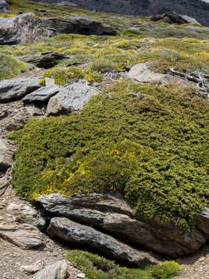 Можжевельник Альпина (Alpina) горизонтальный купить с доставкой 