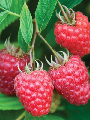 Малина ремонтантная Джоан Джей купить с доставкой 