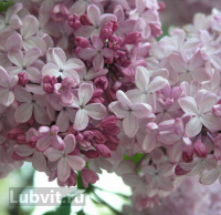 Сирень Аделина