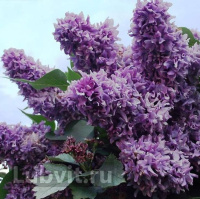 Сирень Василий Теркин