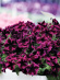 Петуния вегетативная Космик Перпл (Go! Tunia Cosmic Purple) купить с доставкой Петуния вегетативная Космик Перпл (Go! Tunia Cosmic Purple) купить с доставкой