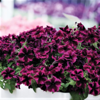 Петуния вегетативная Космик Перпл (Go! Tunia Cosmic Purple)