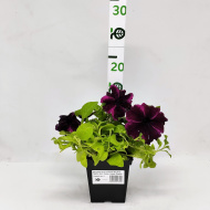 Петуния вегетативная Космик Перпл (Go! Tunia Cosmic Purple)