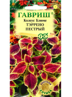 Колеус Тэррено пестрый [Гавриш]