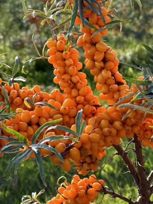 Облепиха Чуйская купить с доставкой ​Сорт популярен среди начинающих и опытных садоводов. Он может успешно выращиваться в различных климатических зонах, от Камчатки до Калининграда.