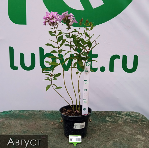 Флокс Лунный камень купить с доставкой
