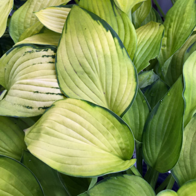 Хоста Голд Стандарт (Gold Standard) [L] купить с доставкой задаст высокую планку всем растения в вашем саду