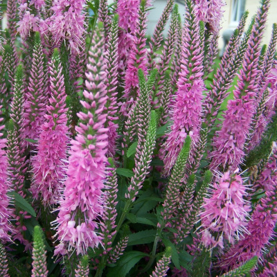 Вероникаструм Фасцинэйшн (Fascination) купить с доставкой удивительно красивый и крайне неприхотливый многолетник, который украшает придомовые территории и садовые участки