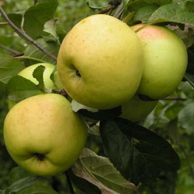 Яблоня Антоновка купить с доставкой Всем знакомая, любимица многих яблоня Антоновка. По истине народный сорт, который принесет богатый урожай вкусных, крупных плодов. Происхождение яблони не известно и по сей день является загадкой.