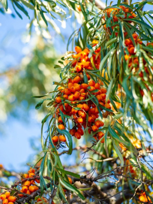 Облепиха Алей купить с доставкой 