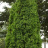 Туя западная Пирамидалис Компакта (Pyramidalis Compacta) купить с доставкой - Туя западная Пирамидалис Компакта (Pyramidalis Compacta) купить с доставкой