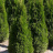 Туя западная Пирамидалис Компакта (Pyramidalis Compacta) купить с доставкой - Туя западная Пирамидалис Компакта (Pyramidalis Compacta) купить с доставкой