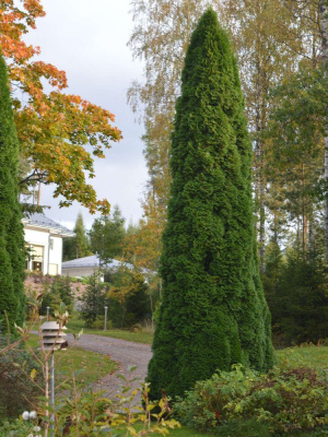 Туя западная Пирамидалис Компакта (Pyramidalis Compacta) купить с доставкой 