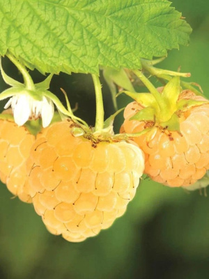 Малина Беглянка купить с доставкой 