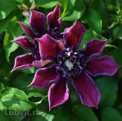 Клематис Темптейшен (Temptation) купить с доставкой Клематис Темптейшен выведен в Голландии в 2008 г. Название сорта переводится как Искушение. Э то раннецветущий, захватывающий воображение ,клематис, который производит два различных вида цветов в течение сезона. Его яркие и необычные цветы дружно распускаются в огромном количестве