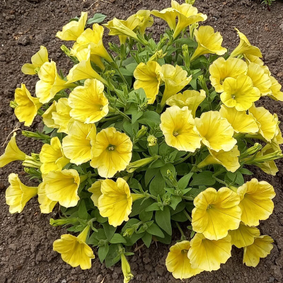 Петуния вегетативная Сюрпрайз Канари Еллоу (Surprise Canary Yellow) купить с доставкой каскадный сорт петунии с великолепными декоративными качествами