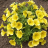 Петуния вегетативная Сюрпрайз Канари Еллоу (Surprise Canary Yellow)