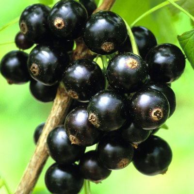 Смородина Багира купить с доставкой Черная смородина Багира отличается от других сортов тем, что она довольно устойчива к изменениям окружающей среды и прекрасно выдерживает как летнюю жару, так и довольно сильные зимние морозы. Листва опадает поздно, поэтому для людей, занимающихся фитотерапией с помощью листьев черной смородины, этот сорт пользуется большой популярностью.