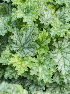 Гейхера Лайм Свиззл (Lime Swizzle) купить с доставкой Гейхера Лайм Свиззл (Lime Swizzle)