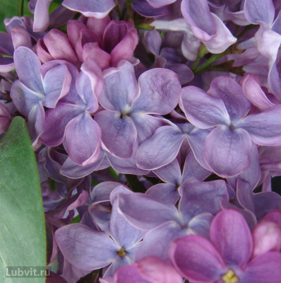 Сирень Президент Греви (President Grevy) купить с доставкой старинная французская сирень выведена в 1886 году и названа в честь президента Франции Жюля Греви