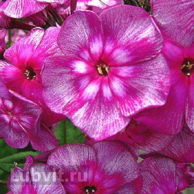 Флокс Хозяйка Медной Горы купить с доставкой Лепестки пурпурно–свекольные, с серебристой штриховкой по краю. В центре яркий, пурпурно–малиновый глазок