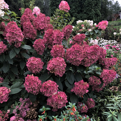 Гортензия Файер Лайт (Fire Light) метельчатая купить с доставкой Гортензия Fire Light - это настоящее шоу в летнем саду! Простая в выращивании и надежная метельчатая гортензия. Огромные плотные соцветия на крепких стеблях. Цветки сначала кремово-белые, оттенок цветов меняется на розово-красный, затем они становятся ярко-красными.